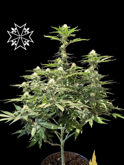 Aficionado Special - UNKNOWN - Bio Tabs. Week 8