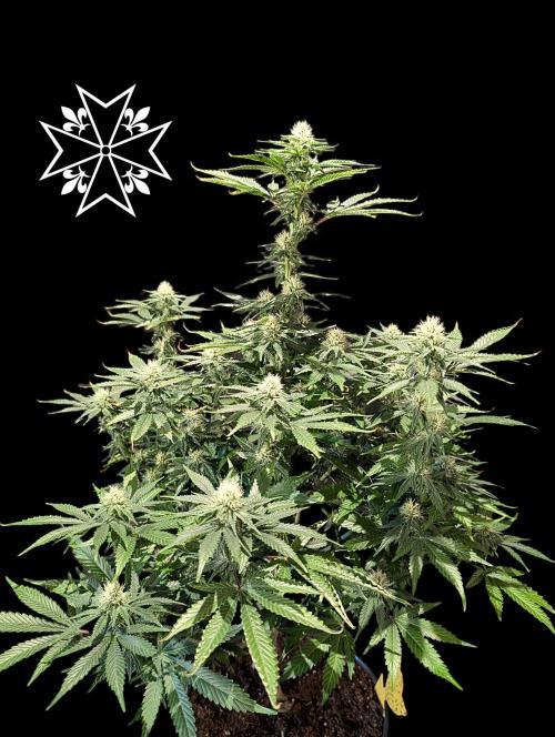 Aficionado Special - UNKNOWN - Bio Tabs. Week 8