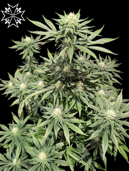 Unknown Mary Jane Free Seed. Week 8