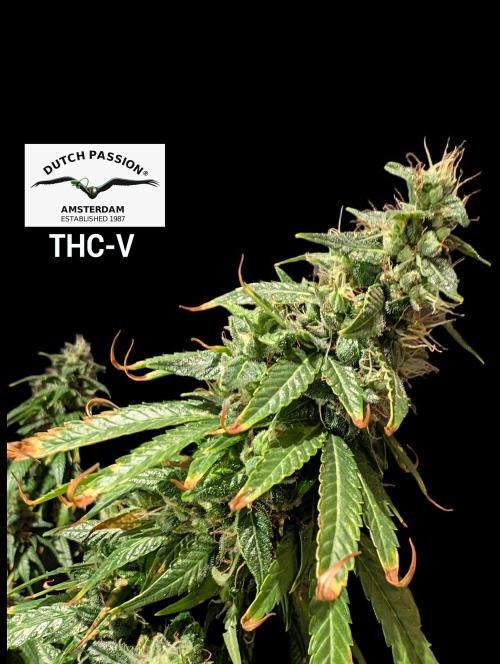 THC - Victory #2 - Sponsored by Biotabs. Week 15