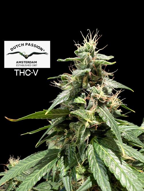 THC - Victory #2 - Sponsored by Biotabs. Week 15