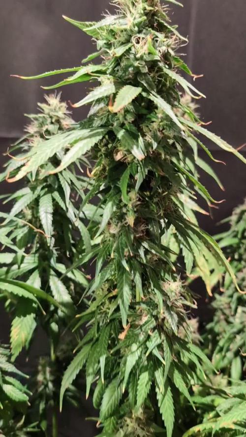 THC - Victory #2 - Sponsored by Biotabs