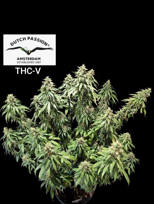 THC - Victory #2 - Sponsored by Biotabs. Week 15