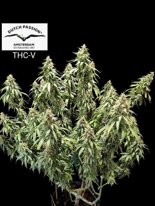 THC - Victory #2 - Sponsored by Biotabs. Week 15