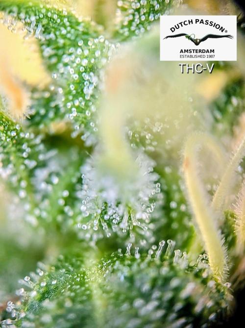 THC - Victory #2 - Sponsored by Biotabs. Week 15