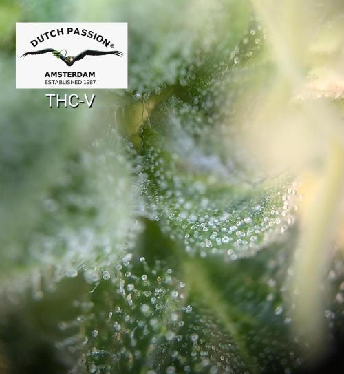 THC-Victory. Week 15
