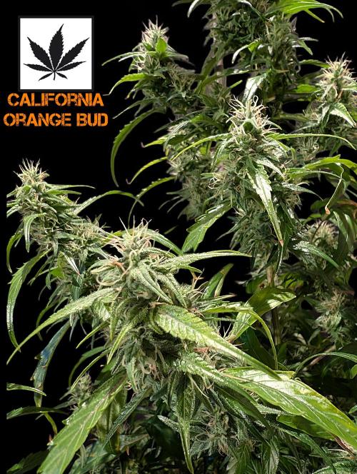 Cali Orange Bud - BioTabs.nl Grow. Week 13