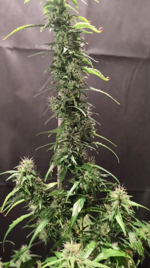 Cali Orange Bud - BioTabs.nl Grow
