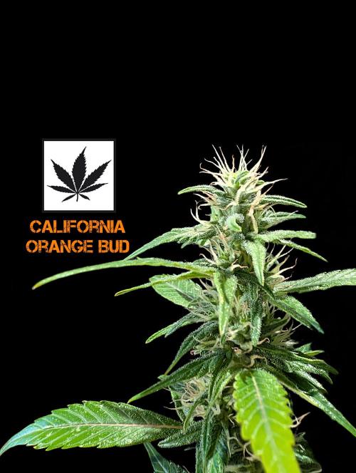 Cali Orange Bud - BioTabs.nl Grow. Week 13