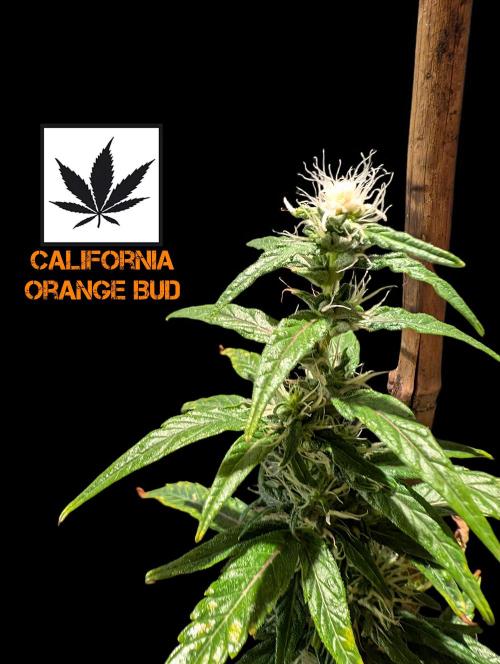 Cali Orange Bud - BioTabs.nl Grow. Week 13