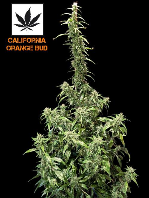 Cali Orange Bud - BioTabs.nl Grow. Week 13