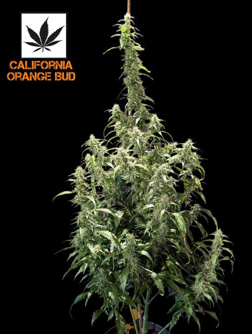 Cali Orange Bud. Week 13