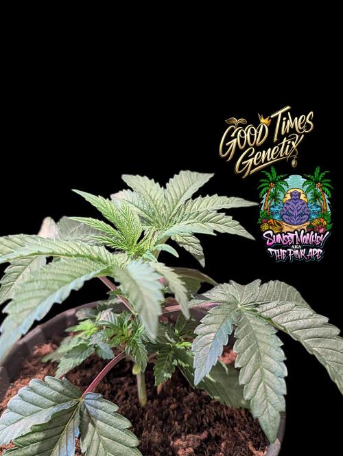 Sunset Monkey - Good Times Genetix - BTN. Week 3