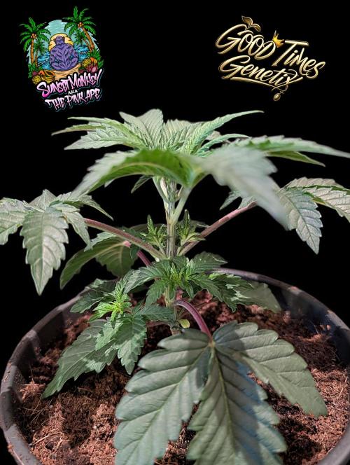 Sunset Monkey - Good Times Genetix - BTN. Week 3