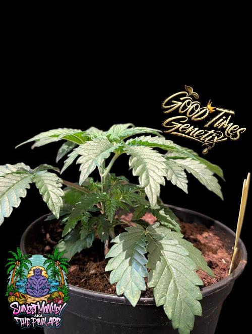 Sunset Monkey - Good Times Genetix - BTN. Week 3