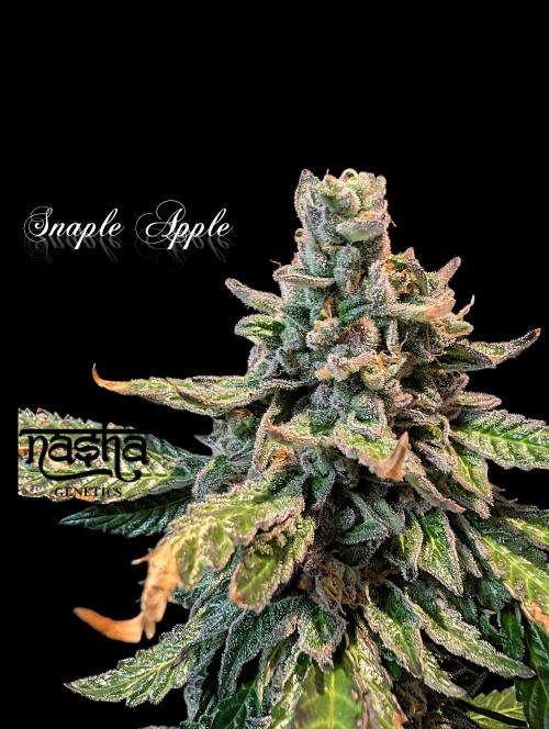 Snapple Apple - Sponsored by Biotabs. Week 16