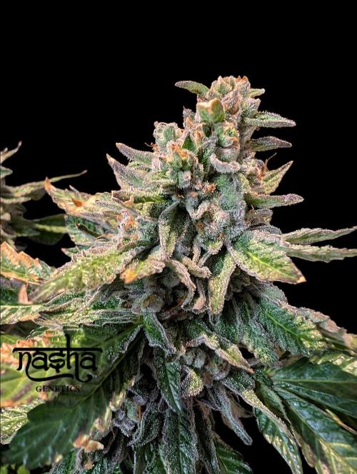 Snapple Apple - Sponsored by Biotabs. Week 16