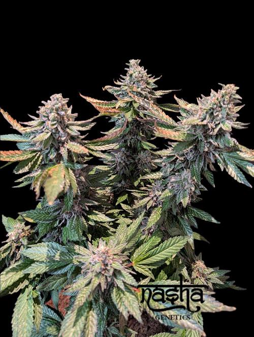 Snapple Apple - Sponsored by Biotabs. Week 16