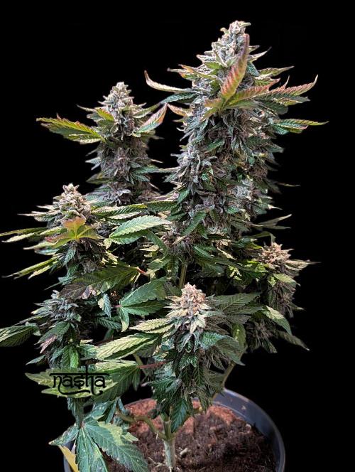 Snapple Apple - Sponsored by Biotabs. Week 16