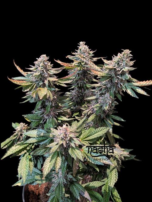 Snapple Apple. Week 16