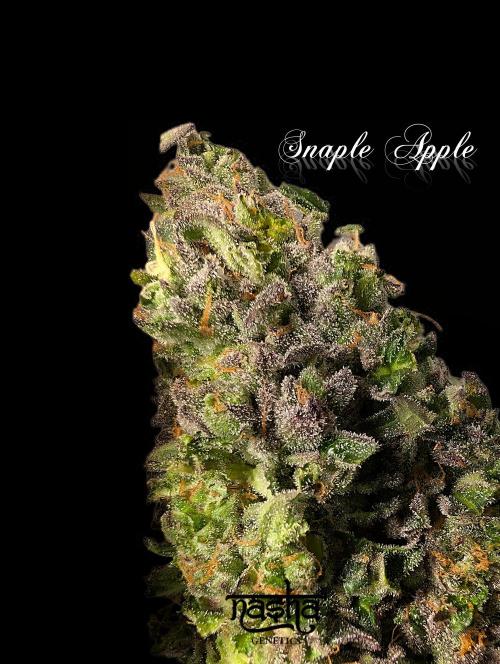 Snapple Apple - Sponsored by Biotabs. Week 17