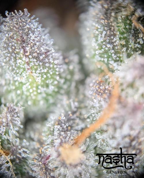 Snapple Apple - Sponsored by Biotabs. Week 17