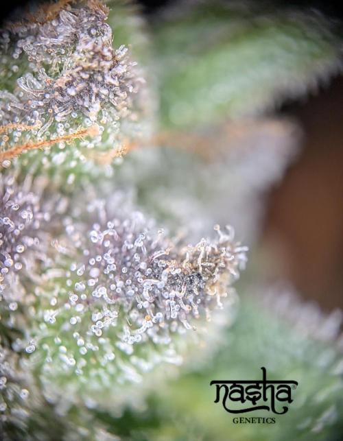 Snapple Apple. Week 17