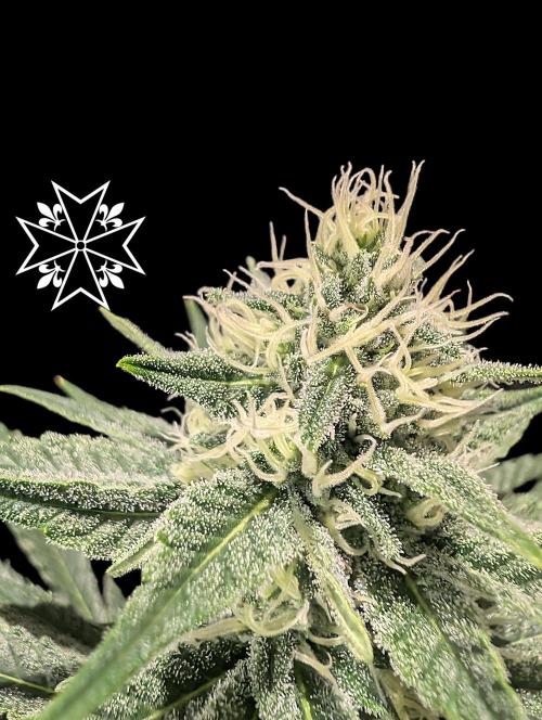 Aficionado Special - UNKNOWN - Bio Tabs. Week 9