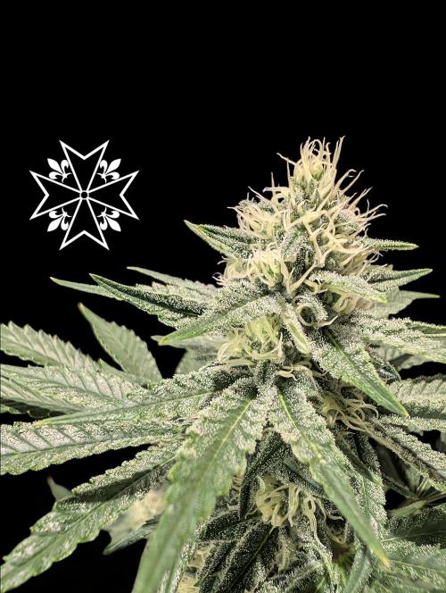 Aficionado Special - UNKNOWN - Bio Tabs. Week 9