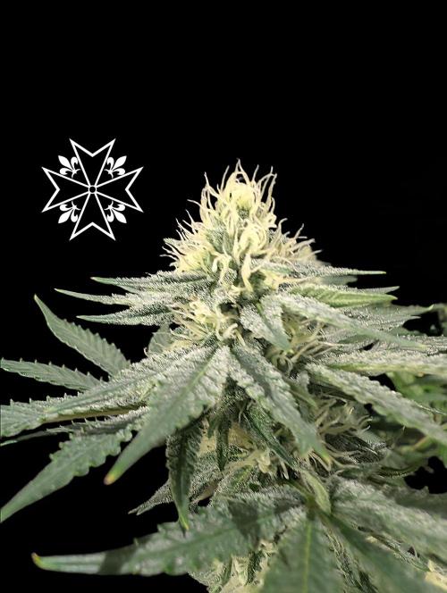 Aficionado Special - UNKNOWN - Bio Tabs. Week 9