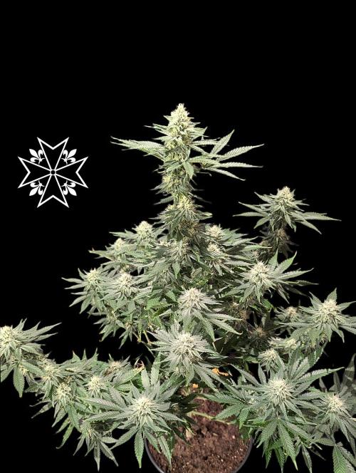 Aficionado Special - UNKNOWN - Bio Tabs. Week 9