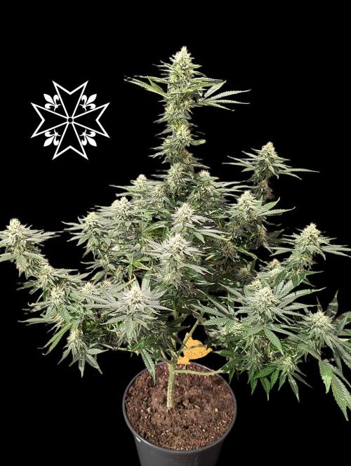Aficionado Special - UNKNOWN - Bio Tabs. Week 9