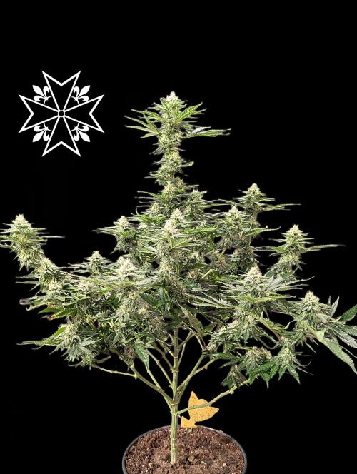 Unknown Mary Jane Free Seed. Week 9