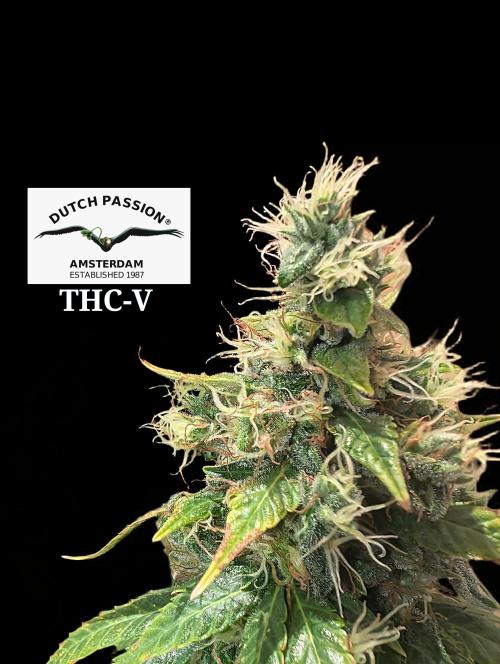 THC - Victory #2 - Sponsored by Biotabs. Week 16