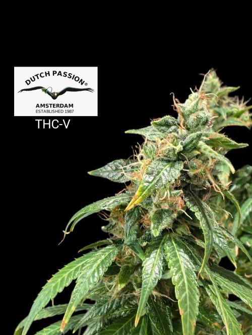 THC - Victory #2 - Sponsored by Biotabs. Week 16