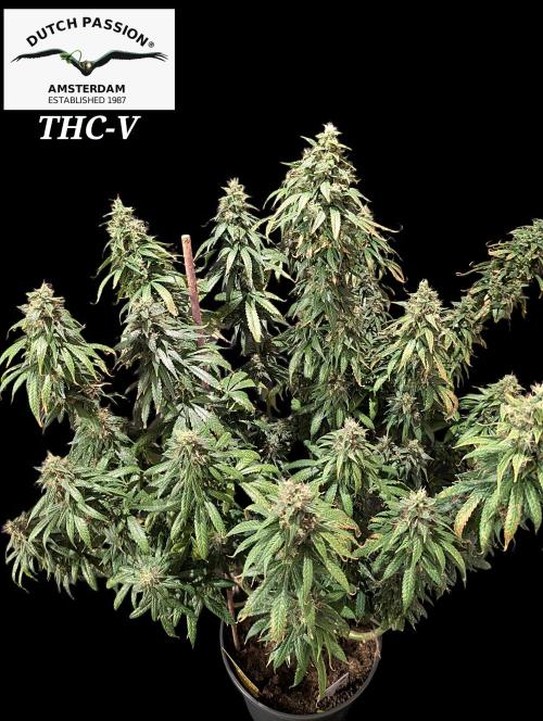 THC - Victory #2 - Sponsored by Biotabs. Week 16