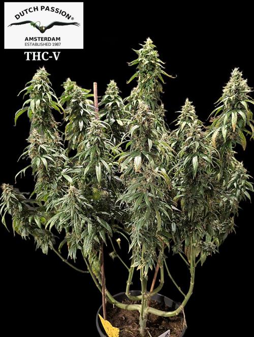 THC - Victory #2 - Sponsored by Biotabs. Week 16