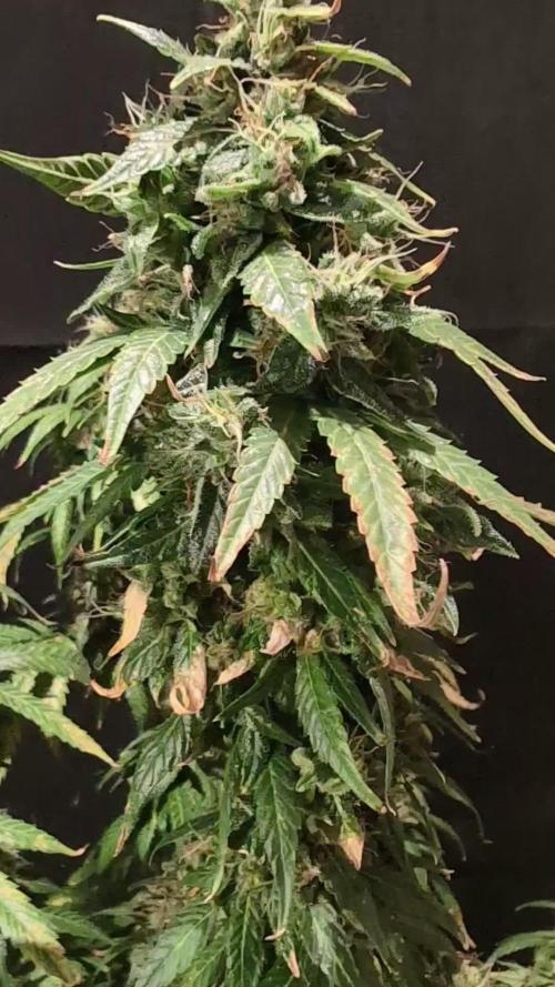 THC - Victory #2 - Sponsored by Biotabs