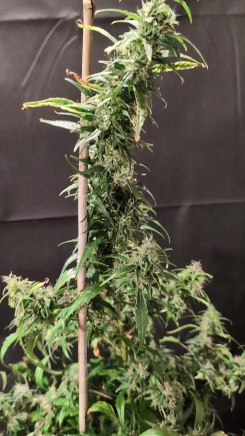 Cali Orange Bud - BioTabs.nl Grow