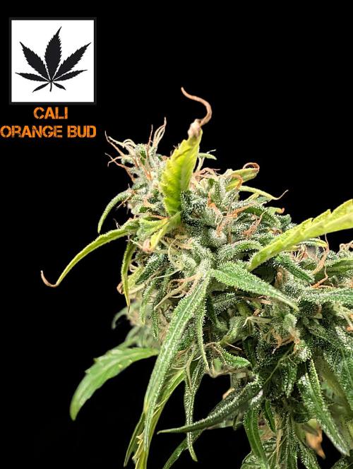 Cali Orange Bud - BioTabs.nl Grow. Week 14