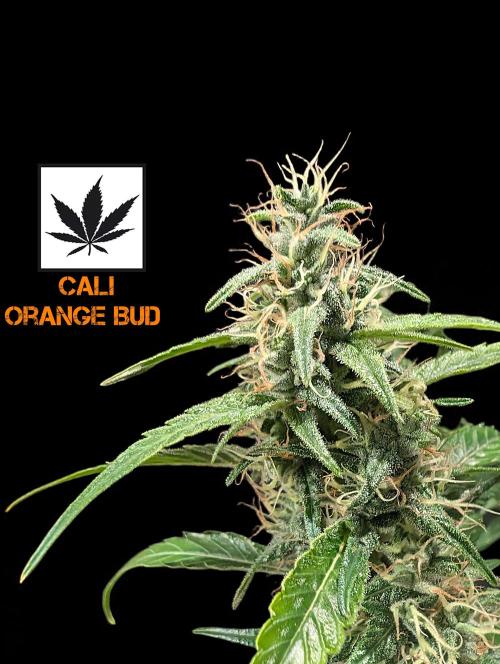Cali Orange Bud - BioTabs.nl Grow. Week 14