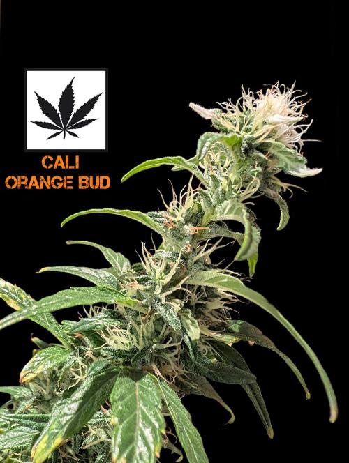 Cali Orange Bud - BioTabs.nl Grow. Week 14