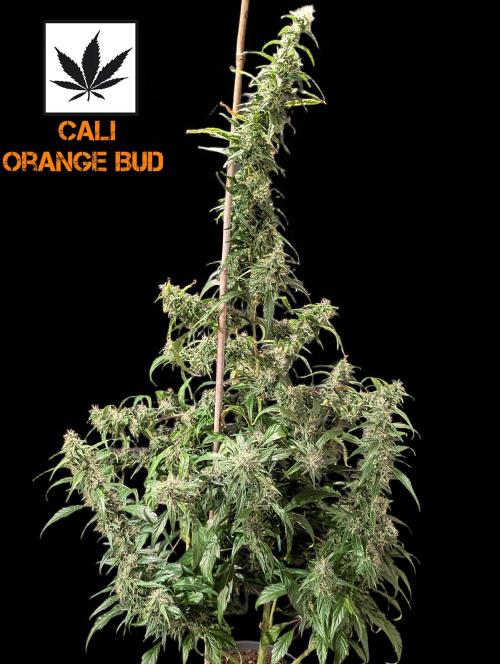 Cali Orange Bud - BioTabs.nl Grow. Week 14
