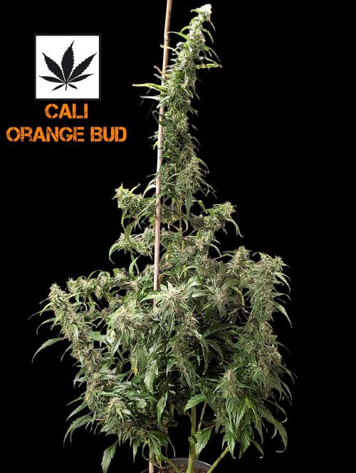 Cali Orange Bud. Week 14