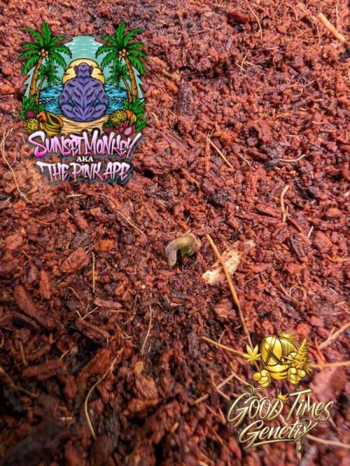 Sunset Monkey-Good Times Genetix-Wdfx. Week 0