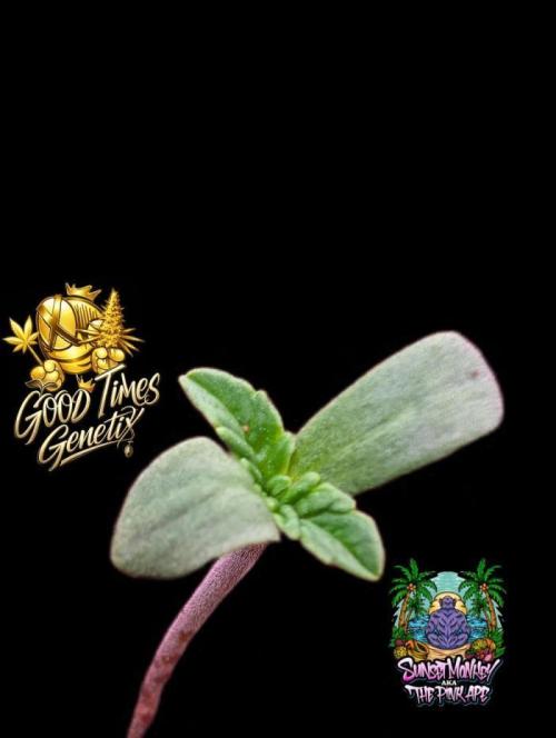 Sunset Monkey-Good Times Genetix-Wdfx. Week 0