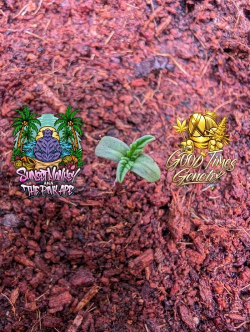 Sunset Monkey-Good Times Genetix-Wdfx. Week 0