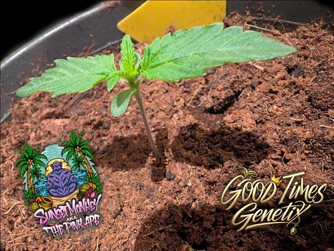 Sunset Monkey-Good Times Genetix-Wdfx. Week 1