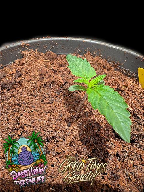 Sunset Monkey-Good Times Genetix-Wdfx. Week 1