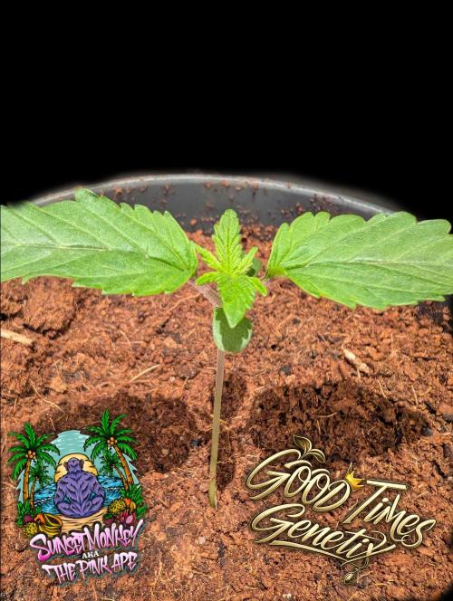 Sunset Monkey-Good Times Genetix-Wdfx. Week 1